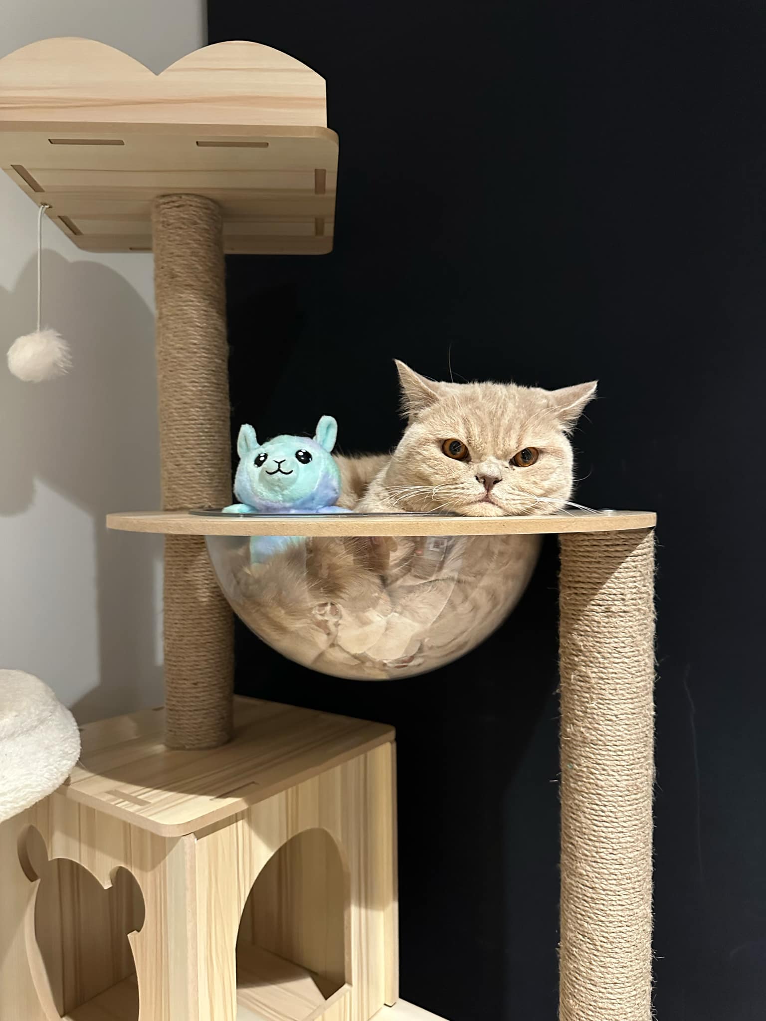Premium Cat Scratch Post