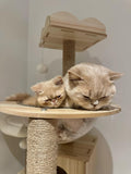 Escape-Proof Cat Harness & Leash Set